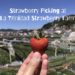 Strawberry Picking at La Trinidad Strawberry Farm